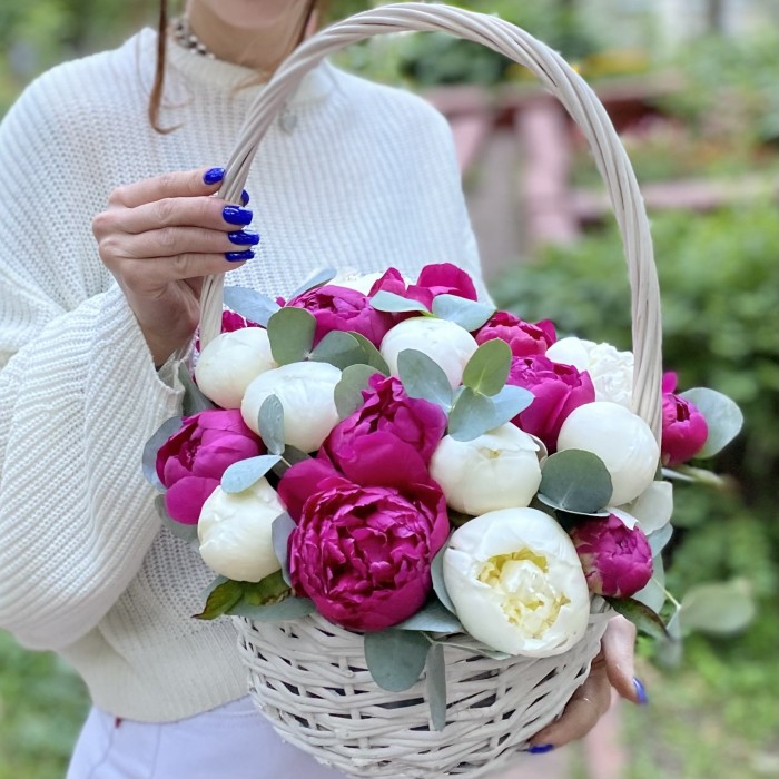 25 малиновых и белых пионов в корзине